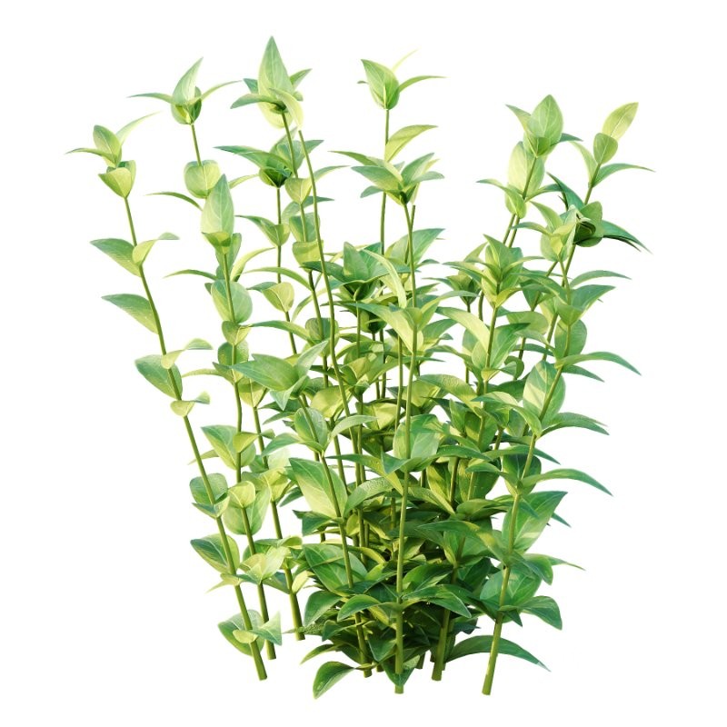 Vinca Minor Plant 01 Image 2