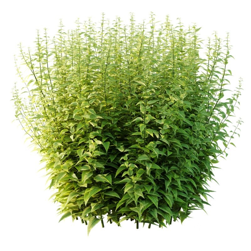 Common Nettle Urtica dioica Plant 04 Image 1