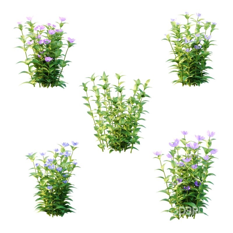 Vinca Minor Plant 01 Image 1