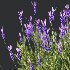 AV Smooth Wild Hydrangea and Lavandula Pedunculata - Thumbnail 1