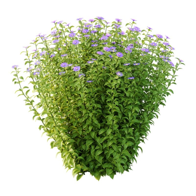 Aster tataricus tatarian aster Plants 01 Image 2