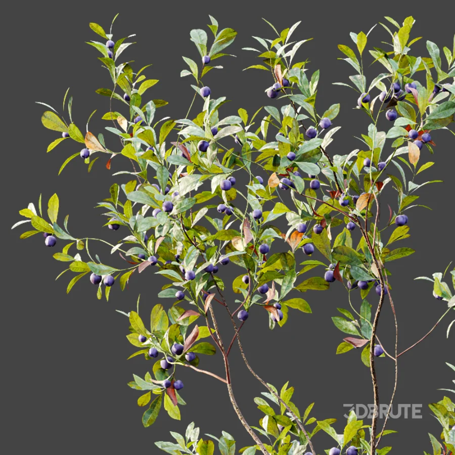 AV Plant Bush Bilberry Vaccinium Myrtillus Fruit Image 2