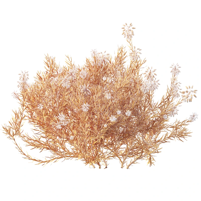 AV Nerium Oleander Laurier Kaner Rose Pink and Wild Erica Multiflora Bruyere Fiche Image 11