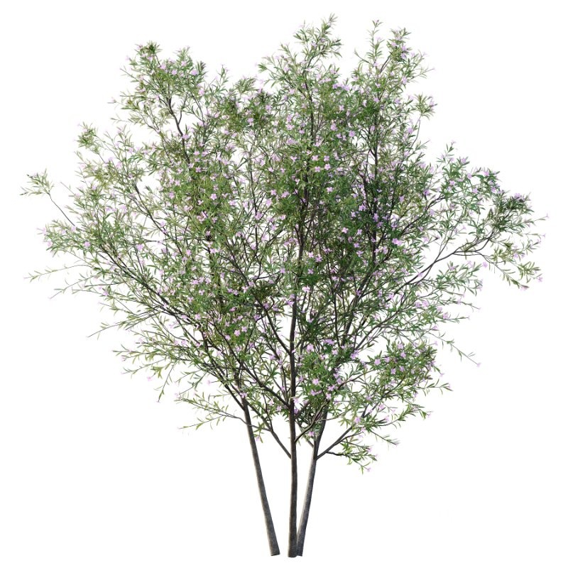 nerium oleander pink tree 01 Image 2