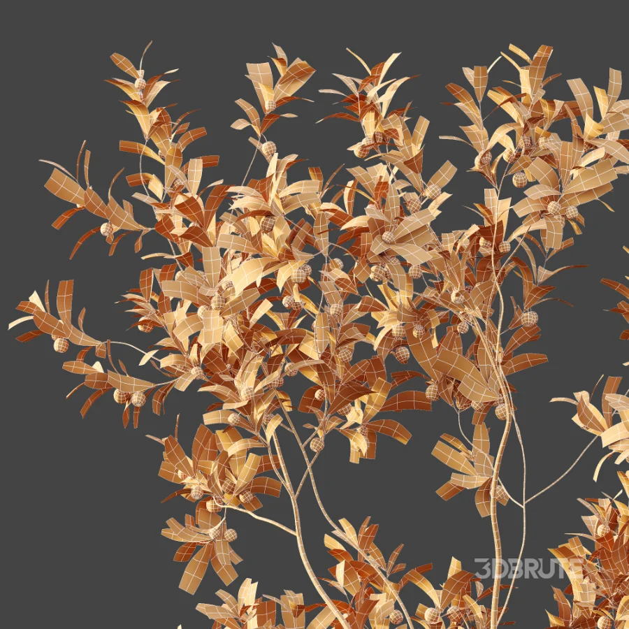 AV Plant Bush Bilberry Vaccinium Myrtillus Fruit Image 11