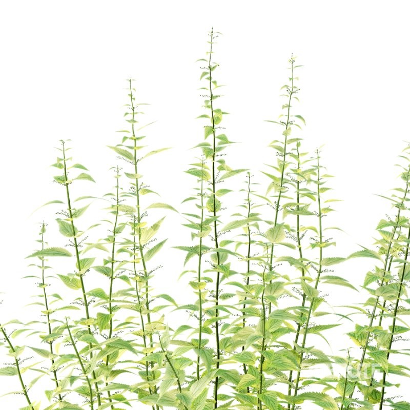 Common Nettle Urtica dioica Plant 01 Image 2