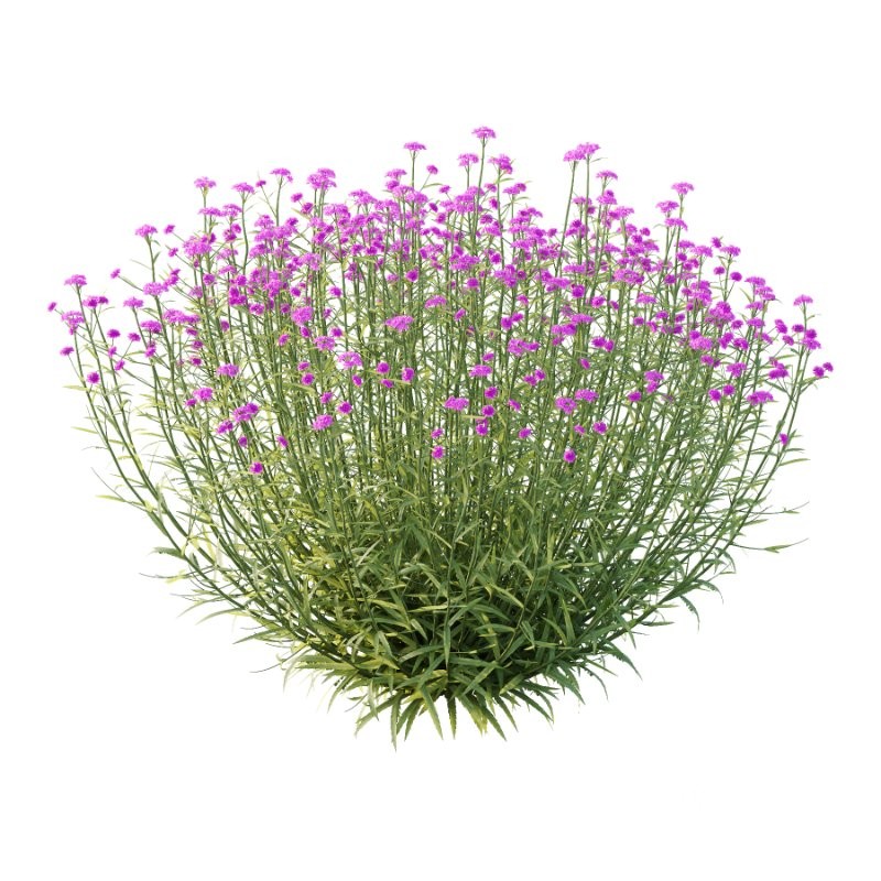 Verbena Bonariensis Plant 03 Image 1
