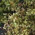 AV Cornus sanguinea and Montra Olive Bush - Thumbnail 1