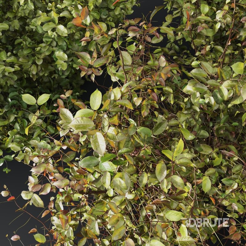 AV Cornus sanguinea and Montra Olive Bush Image 1