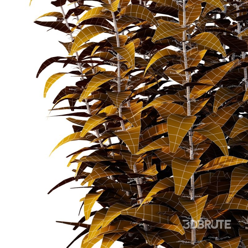 Common Nettle Urtica dioica Plant 01 Image 4