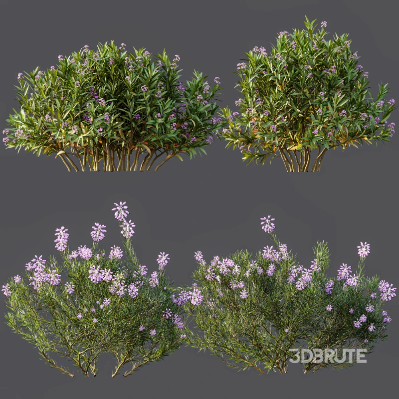 AV Nerium Oleander Laurier Kaner Rose Pink and Wild Erica Multiflora Bruyere Fiche Image 8