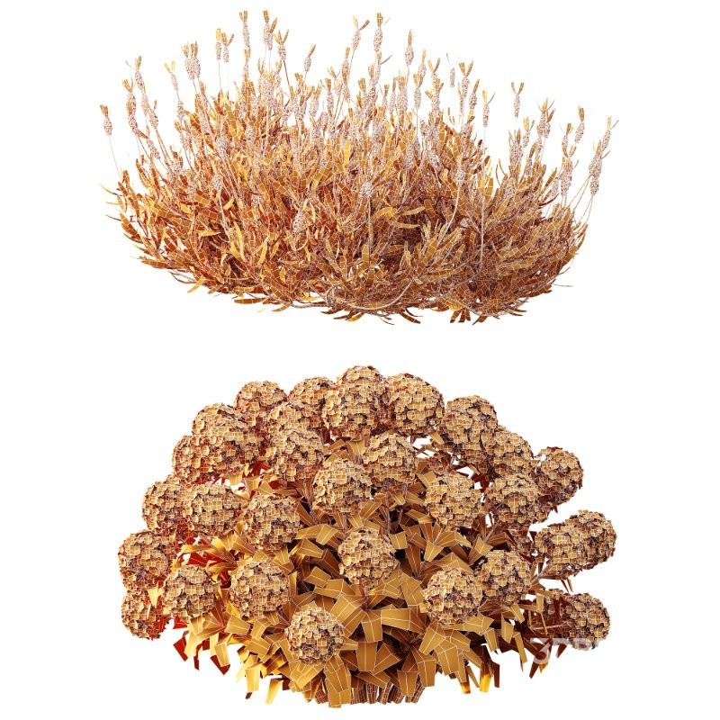 AV Smooth Wild Hydrangea and Lavandula Pedunculata Image 10