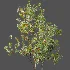 AV Plant Bush Bilberry Vaccinium Myrtillus Flower - Thumbnail 7