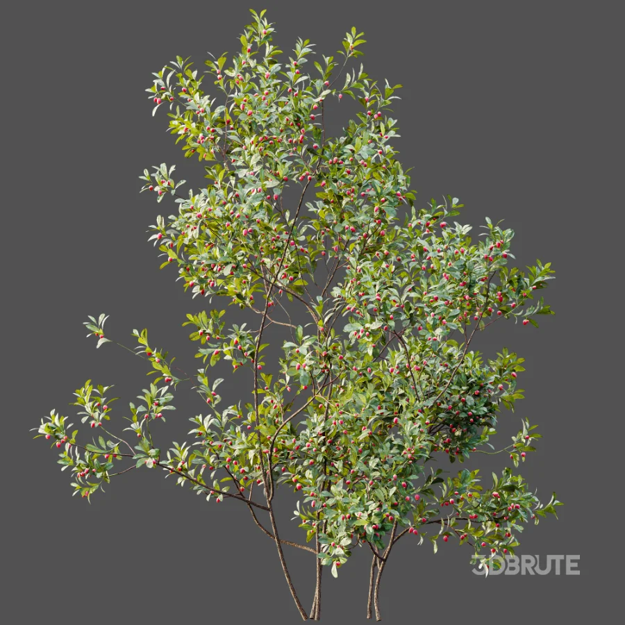 AV Plant Bush Bilberry Vaccinium Myrtillus Flower Image 7