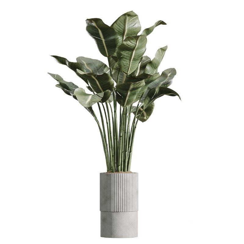 AV Indoor Plants Set 431 Ficus Olive Banana ParadiseBird Image 2
