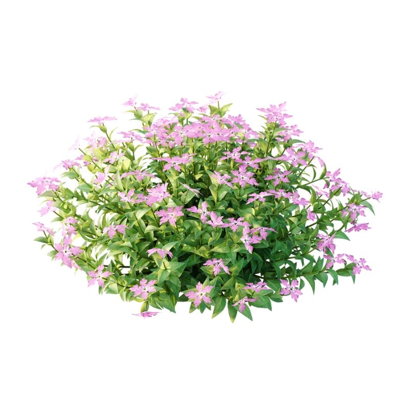 Vinca Minor Plant 02 Image 4