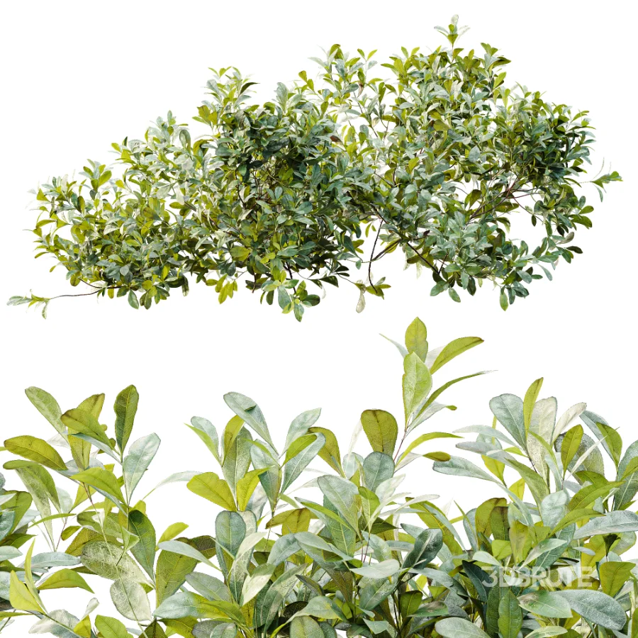 AV Plant Bush Bilberry Vaccinium Myrtillus Image 8