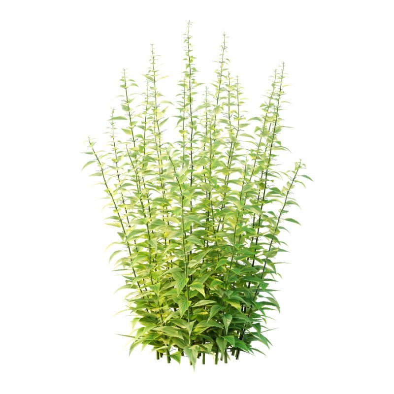 Common Nettle Urtica dioica Plant 01 Image 1