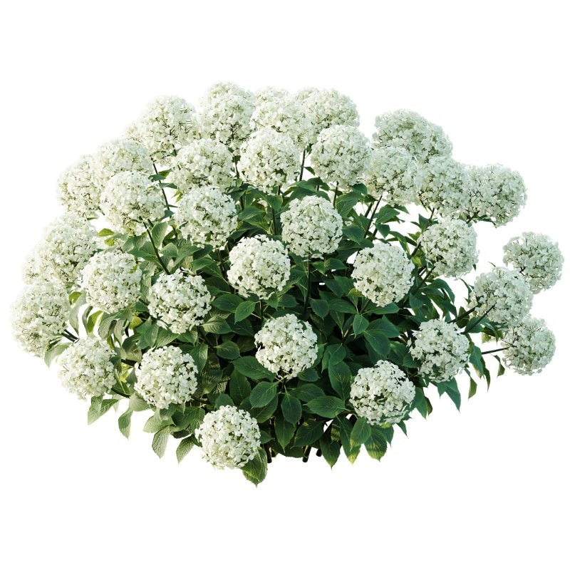 AV Smooth Wild Hydrangea and Lavandula Pedunculata Image 2