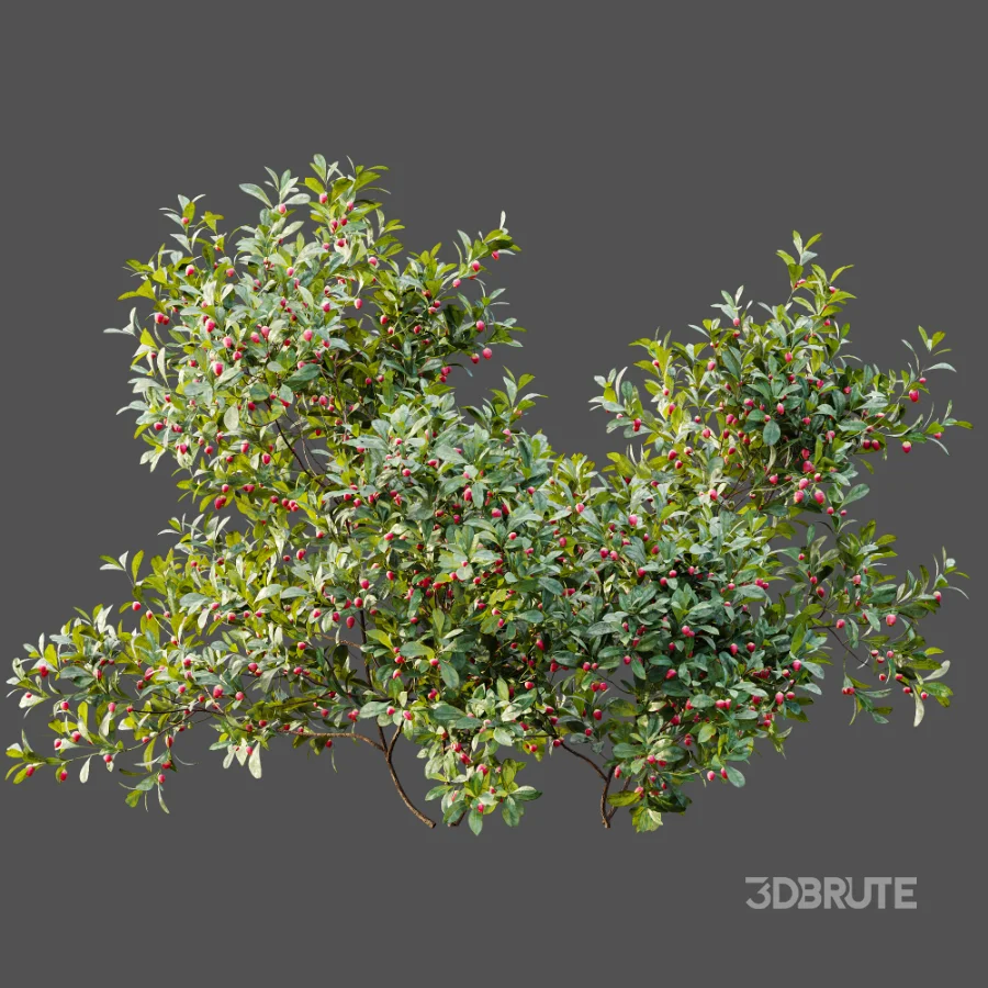 AV Plant Bush Bilberry Vaccinium Myrtillus Flower Image 5