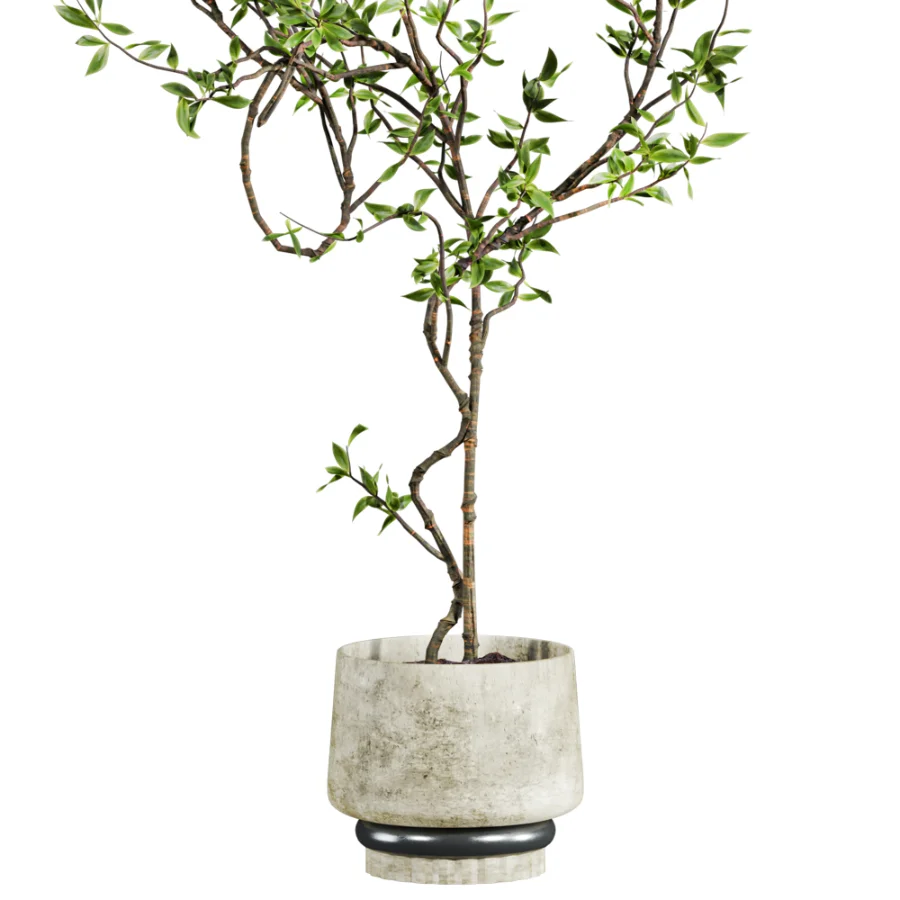 potted tree plant Image 2