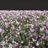 AV Nerium Oleander Laurier Kaner Rose Pink and Wild Erica Multiflora Bruyere Fiche - Thumbnail 6