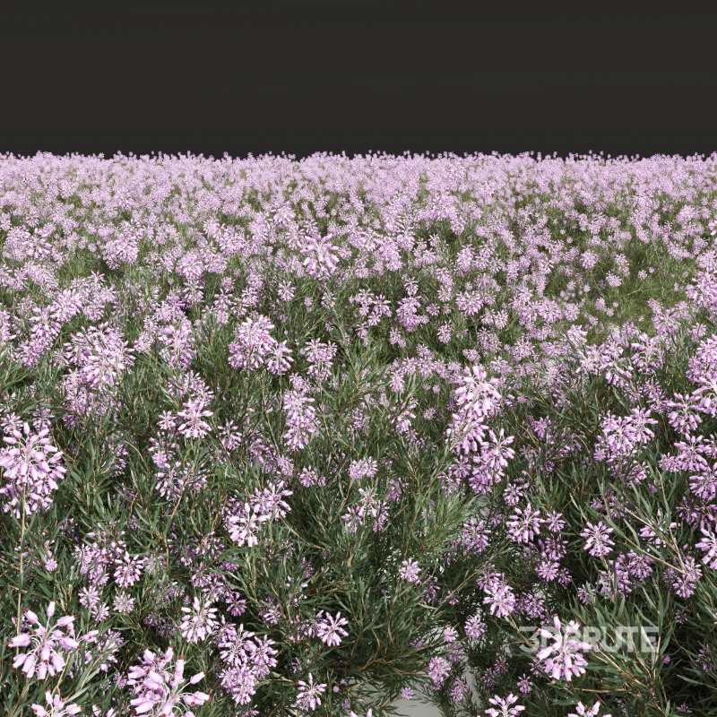 AV Nerium Oleander Laurier Kaner Rose Pink and Wild Erica Multiflora Bruyere Fiche Image 6