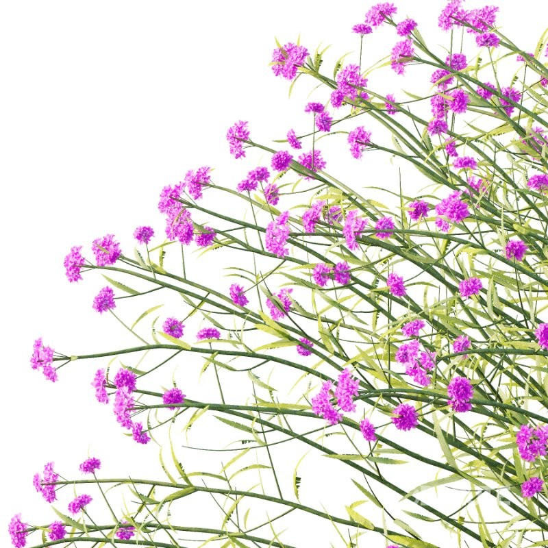 Verbena Bonariensis Plant 05 Image 3