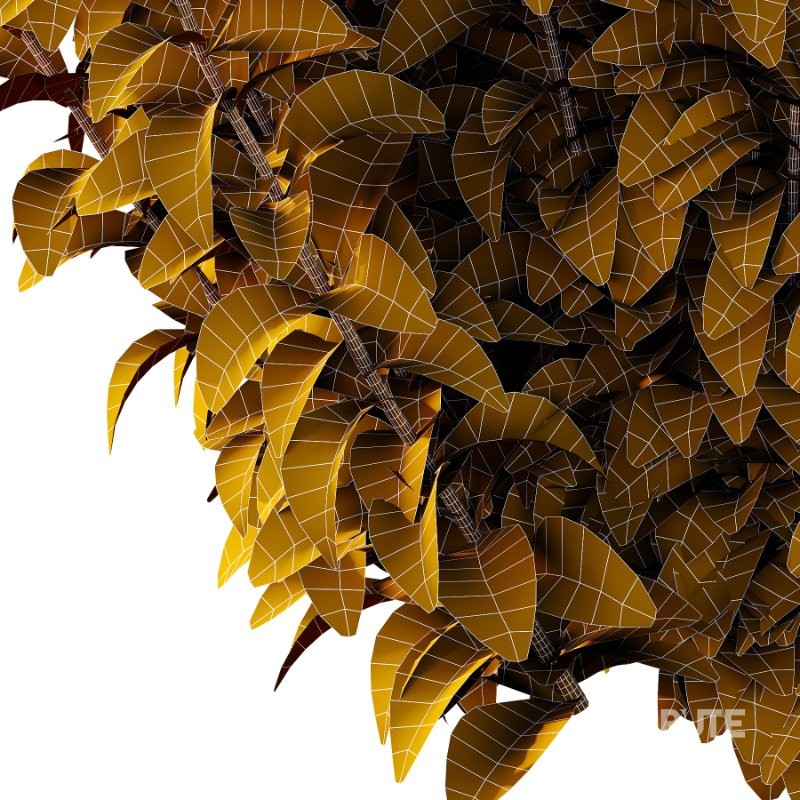 Aster tataricus tatarian aster Plants 01 Image 5