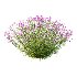 Verbena Bonariensis Plant 04 - Thumbnail 2