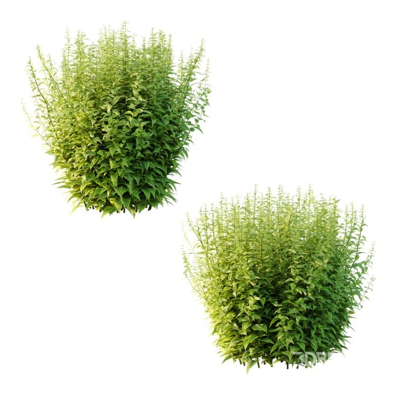 Common Nettle Urtica dioica Plant 04 Image 2