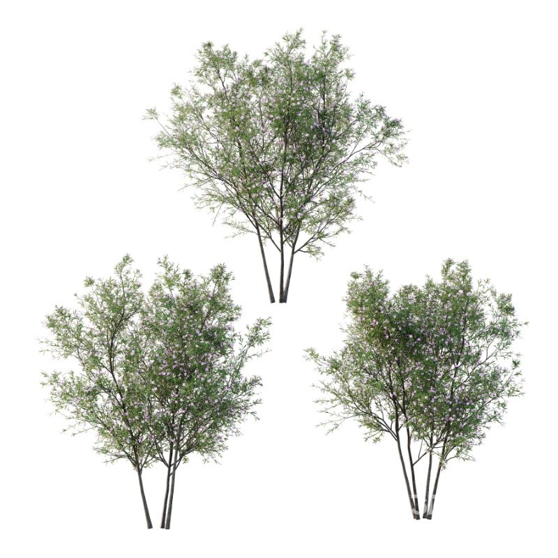 nerium oleander pink tree 01 Image 1