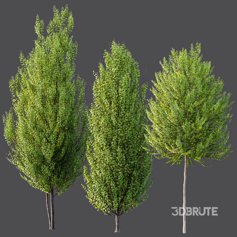 AV Acer X freemanii Freeman Maple Sapindaceae Autumn Blaze Image 5