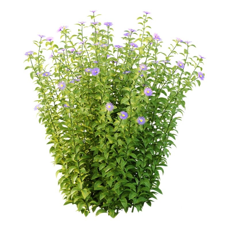 Aster tataricus tatarian aster Plants 01 Image 4