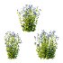Borago officinalis Plants 01 - Thumbnail 5