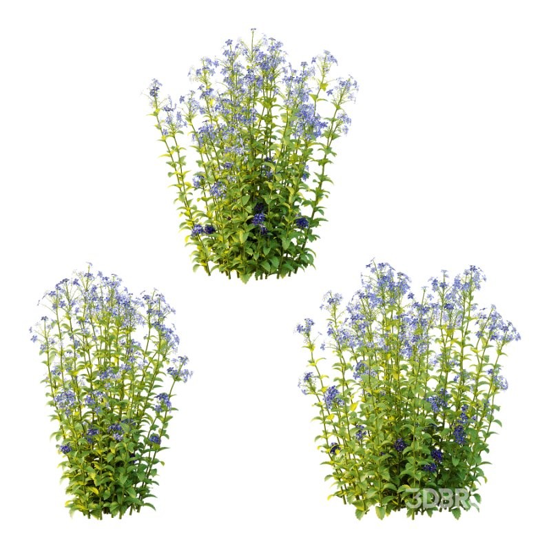 Borago officinalis Plants 01 Image 5