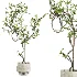 potted tree plant - Thumbnail 3