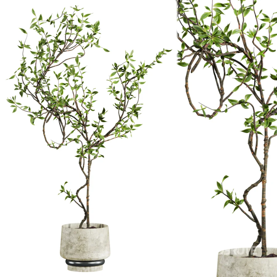 potted tree plant Image 3