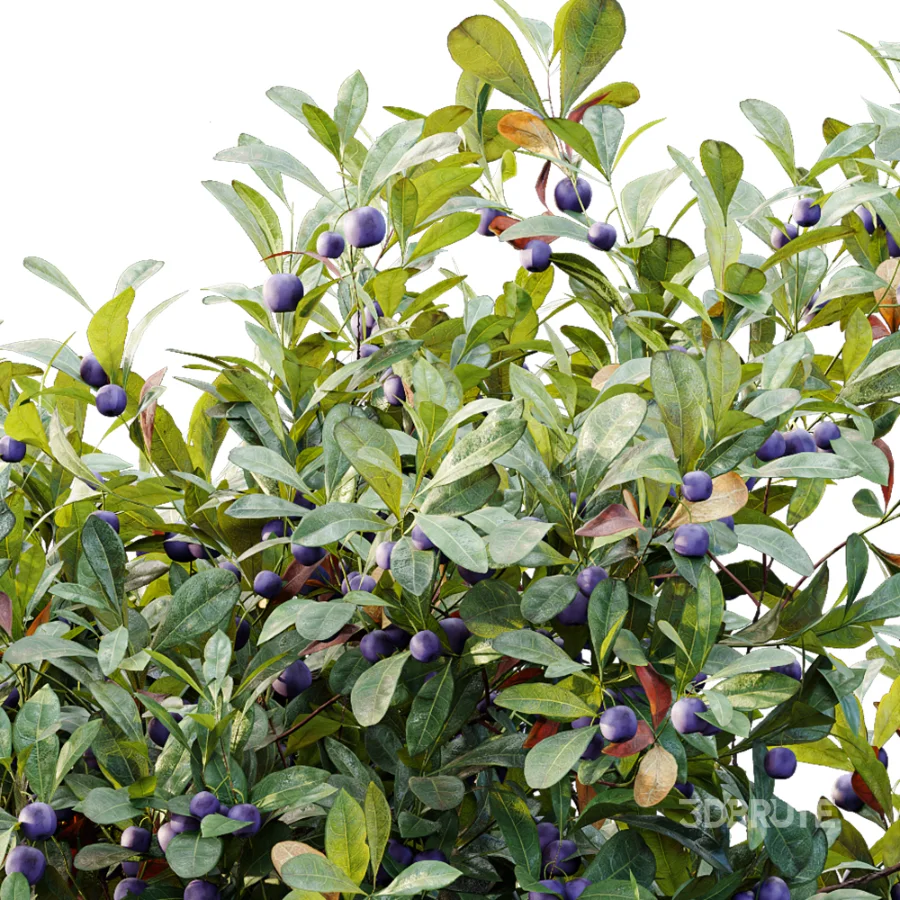 AV Plant Bush Bilberry Vaccinium Myrtillus Fruit Image 6