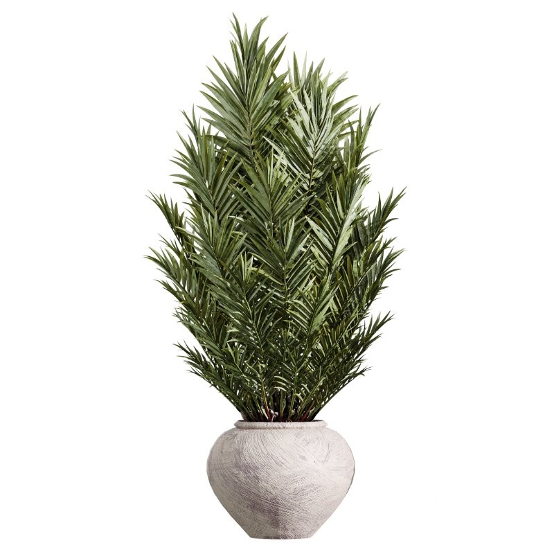 AV Indoor Plants Set 432 Calathea Dragon Palm Ficus Olive Image 4