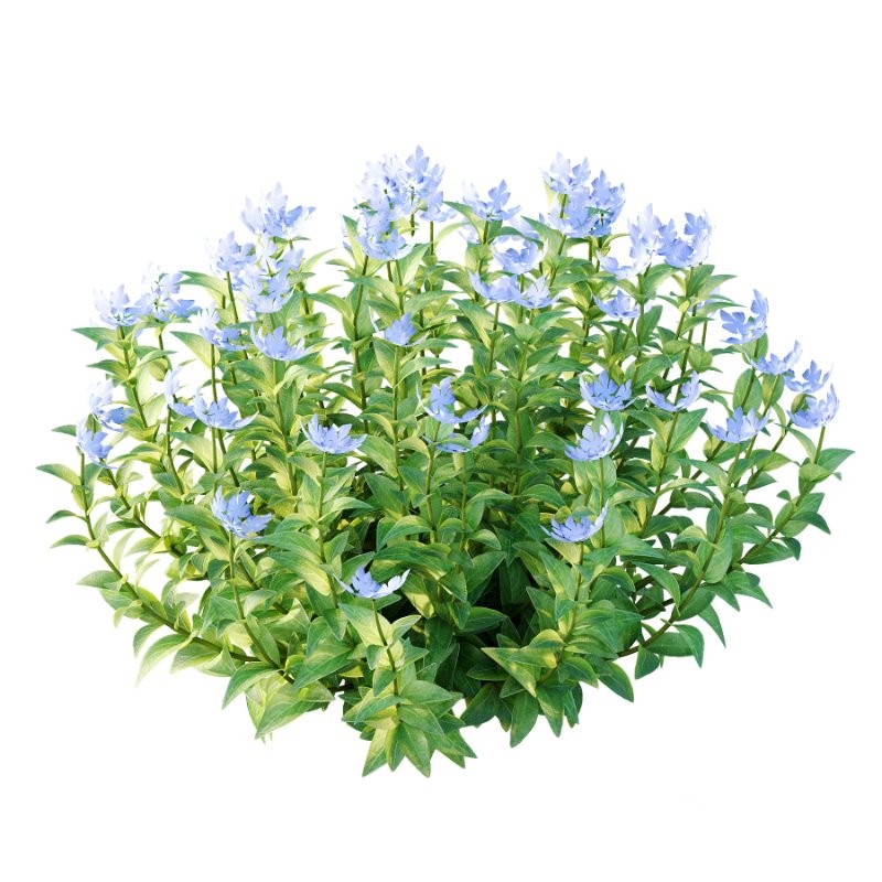 Vinca Minor Plant 02 Image 3