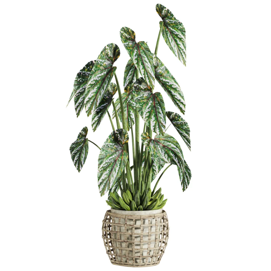 potted plant Image 1