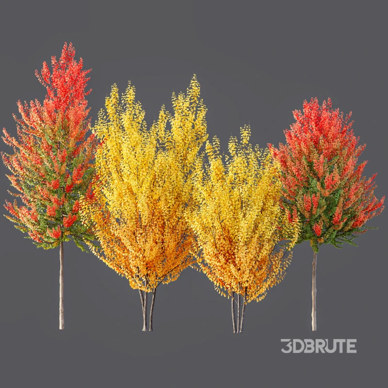 AV Acer X freemanii Freeman Maple Sapindaceae 01 Image 6