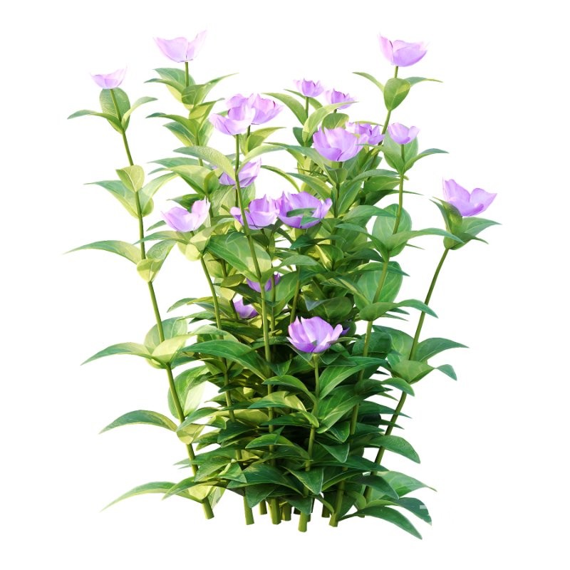 Vinca Minor Plant 01 Image 6