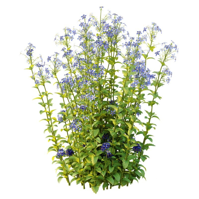 Borago officinalis Plants 01 Image 2