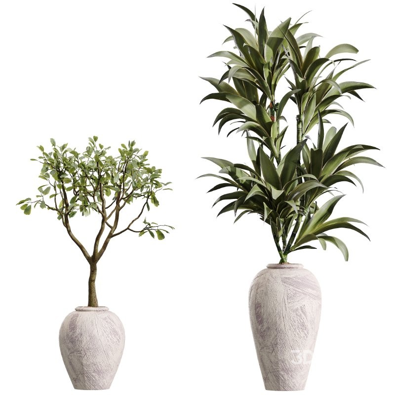 AV Indoor Plants Set 432 Calathea Dragon Palm Ficus Olive Image 6