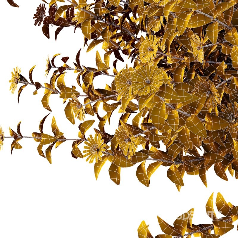 Aster tataricus tatarian aster Plants 03 Image 3