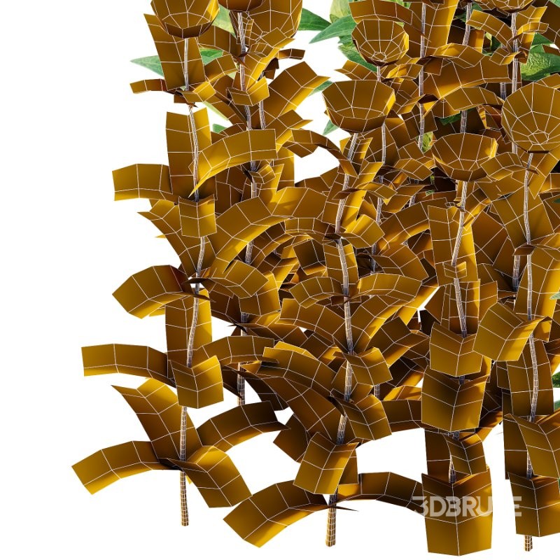 Vinca Minor Plant 03 Image 3