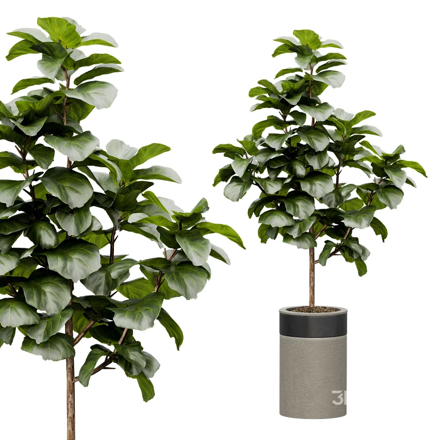 Indoor Plant 30 Image 1