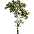 Tree Set39-Urban tree - Thumbnail 3